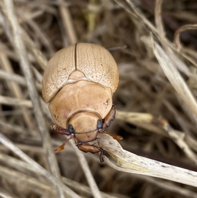 Anoplognathus pallidicollis (Cashew beetle) at Belconnen, ACT - 14 Feb 2023 by SteveBorkowskis