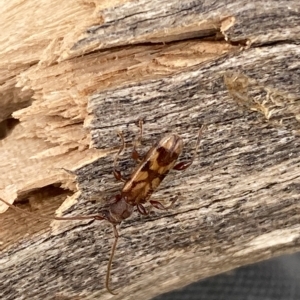 Bethelium diversicorne at Molonglo Valley, ACT - suppressed