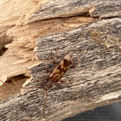 Bethelium diversicorne (Wattle Longhorn) at Molonglo Valley, ACT - 14 Feb 2023 by Steve_Bok