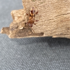 Bethelium diversicorne at Molonglo Valley, ACT - suppressed