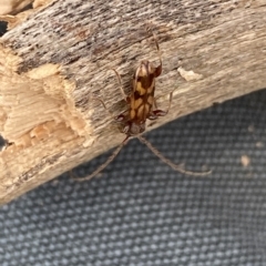 Bethelium diversicorne at Molonglo Valley, ACT - suppressed