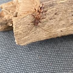 Bethelium diversicorne at Molonglo Valley, ACT - 14 Feb 2023