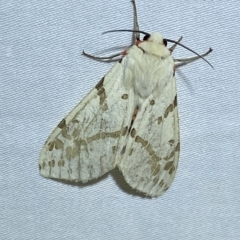 Ardices canescens (Dark-spotted Tiger Moth) at Jerrabomberra, NSW - 14 Feb 2023 by Steve_Bok