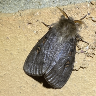 Leptocneria reducta (White Cedar Moth) at Jerrabomberra, NSW - 15 Feb 2023 by SteveBorkowskis