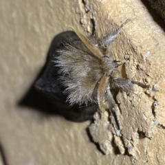 Leptocneria reducta at Jerrabomberra, NSW - 15 Feb 2023