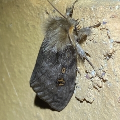 Leptocneria reducta at Jerrabomberra, NSW - 15 Feb 2023