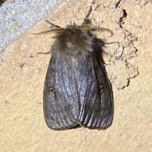 Leptocneria reducta at Jerrabomberra, NSW - 15 Feb 2023