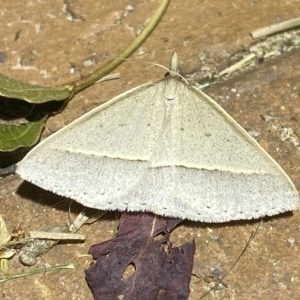 Epidesmia chilonaria at Jerrabomberra, NSW - 15 Feb 2023