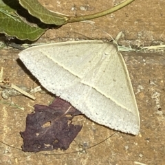 Epidesmia chilonaria at Jerrabomberra, NSW - 15 Feb 2023