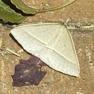 Epidesmia chilonaria at Jerrabomberra, NSW - 15 Feb 2023