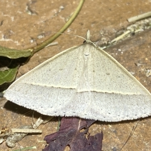 Epidesmia chilonaria at Jerrabomberra, NSW - 15 Feb 2023