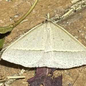 Epidesmia chilonaria at Jerrabomberra, NSW - 15 Feb 2023