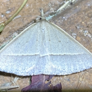 Epidesmia chilonaria at Jerrabomberra, NSW - 15 Feb 2023