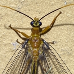 Nymphes myrmeleonoides (Blue eyes lacewing) at Jerrabomberra, NSW - 15 Feb 2023 by SteveBorkowskis