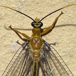 Nymphes myrmeleonoides at Jerrabomberra, NSW - 15 Feb 2023