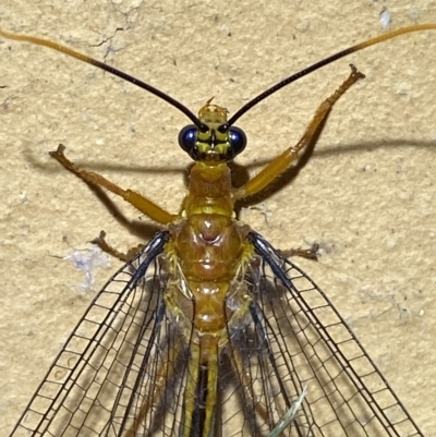 Nymphes myrmeleonoides (Blue eyes lacewing) at Jerrabomberra, NSW - 15 Feb 2023 by SteveBorkowskis