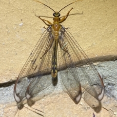 Nymphes myrmeleonoides at Jerrabomberra, NSW - 15 Feb 2023