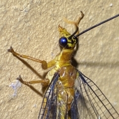 Nymphes myrmeleonoides at Jerrabomberra, NSW - 15 Feb 2023