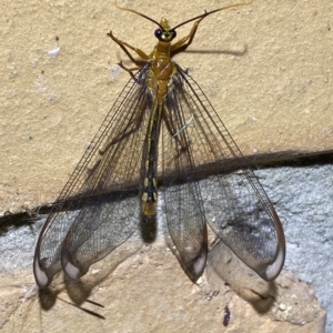 Nymphes myrmeleonoides at Jerrabomberra, NSW - 15 Feb 2023