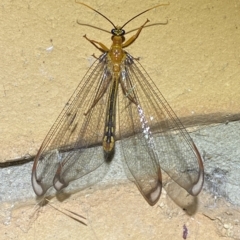 Nymphes myrmeleonoides at Jerrabomberra, NSW - 15 Feb 2023