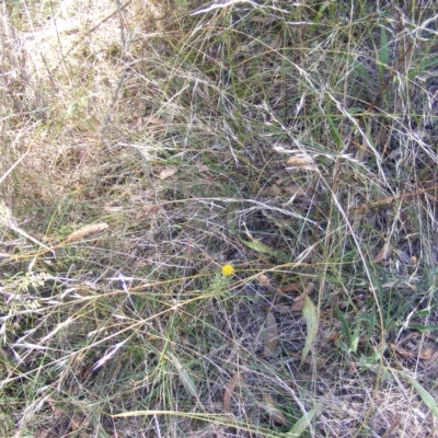 Rutidosis leptorhynchoides (Button Wrinklewort) at Red Hill to Yarralumla Creek - 24 Feb 2023 by MichaelMulvaney