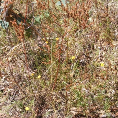 Rutidosis leptorhynchoides (Button Wrinklewort) at Deakin, ACT - 24 Feb 2023 by MichaelMulvaney