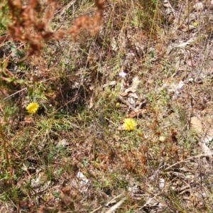 Rutidosis leptorhynchoides at Deakin, ACT - 24 Feb 2023