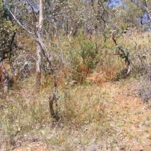 Rutidosis leptorhynchoides at Deakin, ACT - 24 Feb 2023