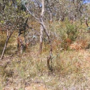 Rutidosis leptorhynchoides at Deakin, ACT - 24 Feb 2023