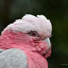 Eolophus roseicapilla (Galah) at Wollondilly Local Government Area - 10 Oct 2022 by Freebird