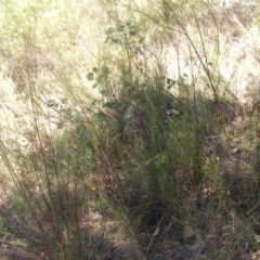 Rutidosis leptorhynchoides (Button Wrinklewort) at Deakin, ACT - 25 Feb 2023 by MichaelMulvaney