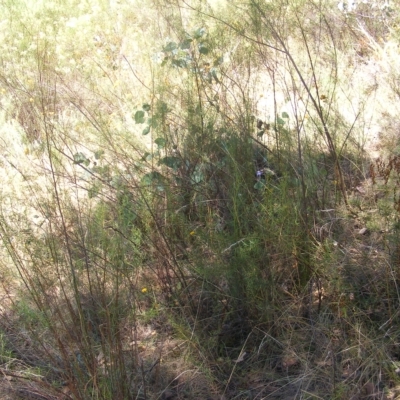 Rutidosis leptorhynchoides (Button Wrinklewort) at Deakin, ACT - 25 Feb 2023 by MichaelMulvaney