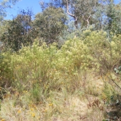 Rutidosis leptorhynchoides at Deakin, ACT - 25 Feb 2023