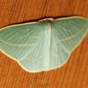 Chlorocoma carenaria at Tathra, NSW - 18 Jul 2022