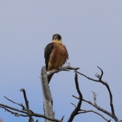 Falco longipennis (Australian Hobby) at Fadden, ACT - 23 Feb 2023 by RodDeb