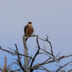 Falco longipennis at Fadden, ACT - 24 Feb 2023 10:59 AM