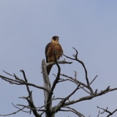 Falco longipennis at Fadden, ACT - 24 Feb 2023 10:59 AM