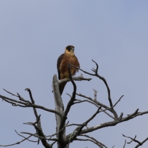 Falco longipennis at Fadden, ACT - 24 Feb 2023