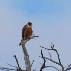 Falco longipennis at Fadden, ACT - 24 Feb 2023 10:59 AM