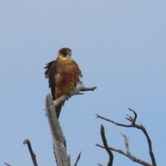 Falco longipennis at Fadden, ACT - 24 Feb 2023 10:59 AM