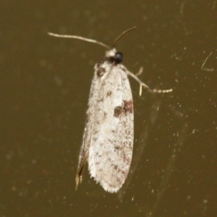 Lepidoscia (genus) ADULT (A Case moth) at Tathra, NSW - 20 Mar 2022 by KerryVance2