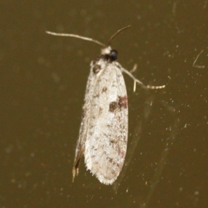 Lepidoscia (genus) ADULT at Tathra Public School - 21 Mar 2022