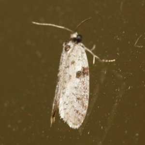 Lepidoscia (genus) ADULT at Tathra Public School - 21 Mar 2022 12:50 AM