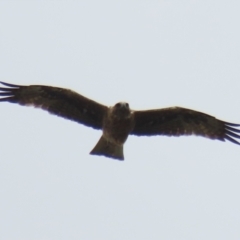 Hieraaetus morphnoides (Little Eagle) at Jerrabomberra Wetlands - 24 Feb 2023 by RodDeb