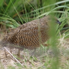 Synoicus ypsilophorus (Brown Quail) at Fyshwick, ACT - 24 Feb 2023 by RodDeb