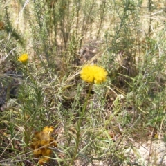 Rutidosis leptorhynchoides (Button Wrinklewort) at Red Hill Nature Reserve - 24 Feb 2023 by MichaelMulvaney