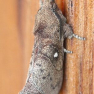 Opsirhina lechriodes at Tathra, NSW - 30 Jul 2022 01:55 PM