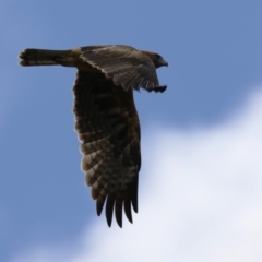 Hieraaetus morphnoides (Little Eagle) at Jerrabomberra Wetlands - 24 Feb 2023 by RodDeb