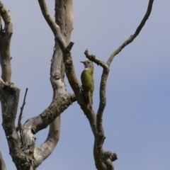 Chrysococcyx lucidus (Shining Bronze-Cuckoo) at Fyshwick, ACT - 24 Feb 2023 by RodDeb