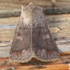 Unidentified Noctuoid moth (except Arctiinae) at Tathra, NSW - 28 Jul 2022 by KerryVance